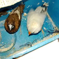 سه تا فنچ دوتا بنگالی یک دونه نرگسی