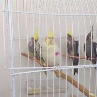 جوجه عروس هلندی|پرنده|کرج, کلاک نو|دیوار