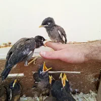 جوجه مینا افغانی
