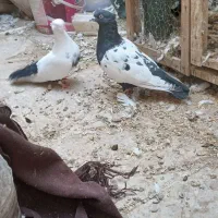 نر ماده سینه دم سیاه و ماده سینه ای|پرنده|آفتاب, |دیوار