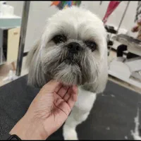 اصلاح سگ گربه پیرایش حیوانات خانگی پت|خدمات پیشه و مهارت|مشهد, وکیلآباد|دیوار