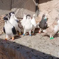 کفتر رنگه پرشی|پرنده|تربت‌حیدریه, باغ سلطانی|دیوار