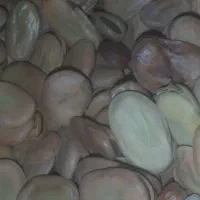 باقله رامهرمز درشت