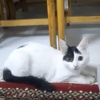 واگذاری حیوان خانگی