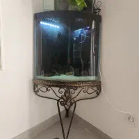 آکواریوم کنج دیوار|ماهی|تربت جام, پاسداران|دیوار