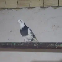 کفتر پرشی|پرنده|رباط‌کریم, نصیرشهر|دیوار