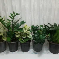 گلهای آپارتمانی زیبا ۳۵۰|گل و گیاه طبیعی|تهران, استقلال|دیوار