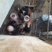 مرغ و خروس محلی|حیوانات مزرعه|سیوان, |دیوار