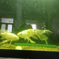 ماهی کوی سوپربال|ماهی|ملک‌آباد, |دیوار