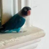 یک عدد طوطی آمریکایی اصل|پرنده|ایرانشهر, |دیوار