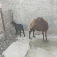 گوسفند بره دار افشار بره ماده خوراکخور|حیوانات مزرعه|بندر ترکمن, |دیوار