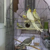 عروس هلندی