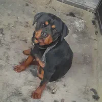 سگ روت فایلر