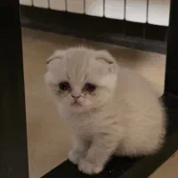 واگذاری گربه اسکاتیش وارداتی|گربه|کرمان, |دیوار