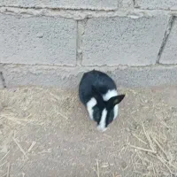 خرگوش نر|موش و خرگوش|تربت‌حیدریه, پائین ولایت|دیوار