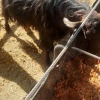 بزجوان شکم دوم دوقلوزا و۴راس میش وشیشک رومایه|حیوانات مزرعه|مرودشت, ده بید|دیوار