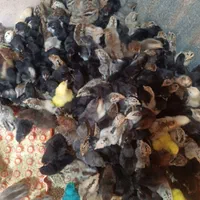 جوجه مرغ محلی اصل کرچ شو به تضمین|حیوانات مزرعه|رفسنجان, |دیوار