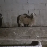 دو عدد بز ماده سرحال بدون هیچ عیبی|حیوانات مزرعه|میاندوآب, |دیوار