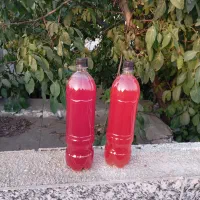 آبغوره دیمی اصل به شرط