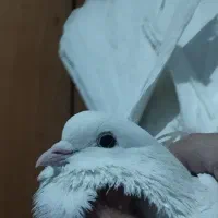 کفترخال پیس