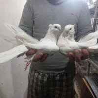 کبوتر زینتی کشیده وبلند|پرنده|ساری, |دیوار