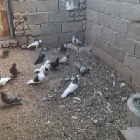 کبوتر