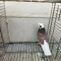 کبوتر|پرنده|ری, شهرک نظامی|دیوار