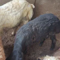 گوسفندوبره چاق|حیوانات مزرعه|علیآباد کتول, |دیوار