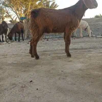 معامله دو بز یک توشتر یک شنک با گوساله. گاو.