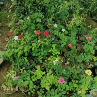 گل رز  ،گل محمدی سایز گلدان بزرگ سفارش سرو شیرازی