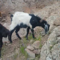 سه عدد بز نر