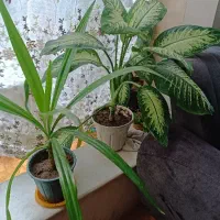 گل ذرتی و دیفن|گل و گیاه طبیعی|شیراز, وزیرآباد|دیوار