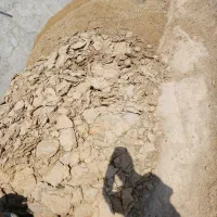 کودگوسفندی|گل و گیاه طبیعی|کاشان, فاز ۱ ناجی آباد|دیوار