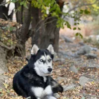 واگذاری رایگان سگ هاسکی|سگ|مشهد, الهیه|دیوار