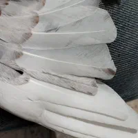 کبوتر سرور دم سفید کفتر جوجه|پرنده|کرج, فاز ۴ مهرشهر|دیوار