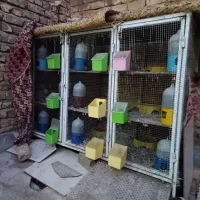 گنجه جفتی|پرنده|شیراز, کوشک میدان|دیوار