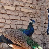 فروش طاووس