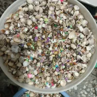 شن . صخره .و صدف