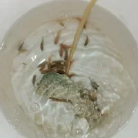 ماهی آکواریوم|ماهی|تربتحیدریه, میدان مرکزی|دیوار