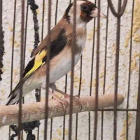 سهره ماده کار داده