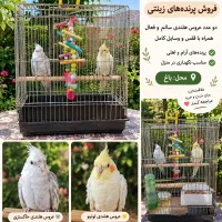 فروش عروس هلندی
