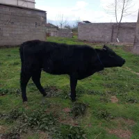 گاو لیشه چالوسی