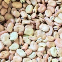 باقالی خشک هیستال بشرط پخت تمیز