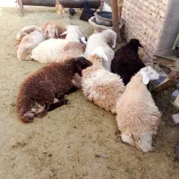 همه بره ها نر بزغاله هم هست