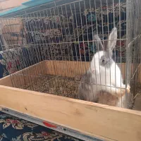 دو عدد خرگوش|موش و خرگوش|فولادشهر, مسکن مهر فولادشهر|دیوار