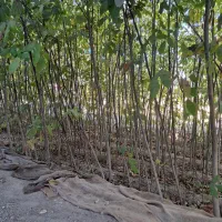 نهال گردوی تخم مرغی.