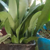 سانس نقره ای