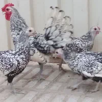 فروش جوجه مرغ و خروس سبرایت (مینیاتوری)