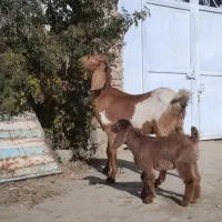 بز پاکستانی جوان با بزغاله پاکستانی اصیل خانگی