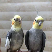 یک جفت عروس هلندی
